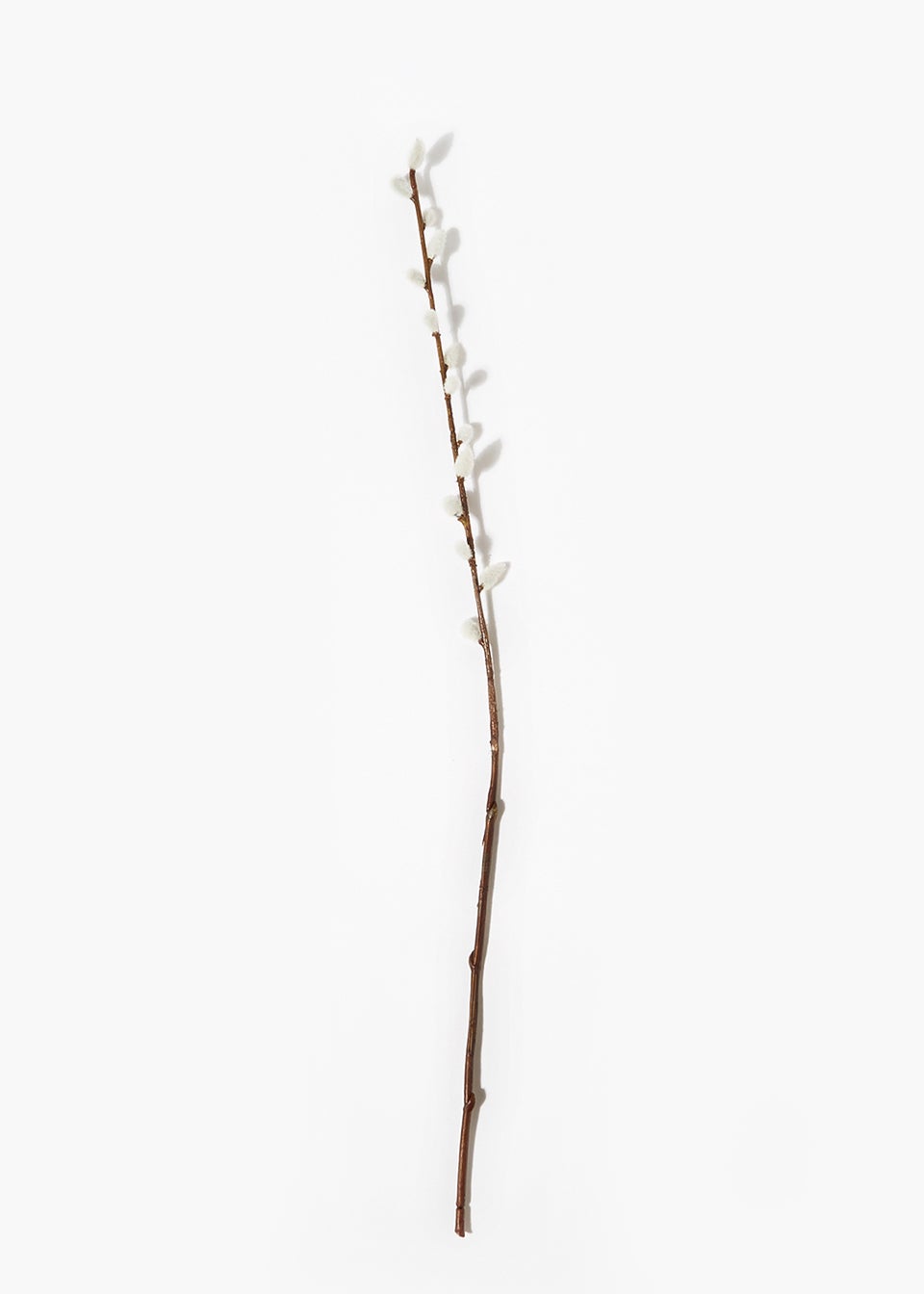 Single Pussy Willow Stem Cm Matalan