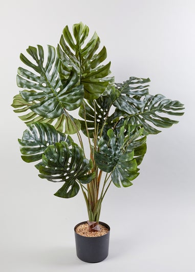 Cheese Plant in Pot (90cm x 60cm)