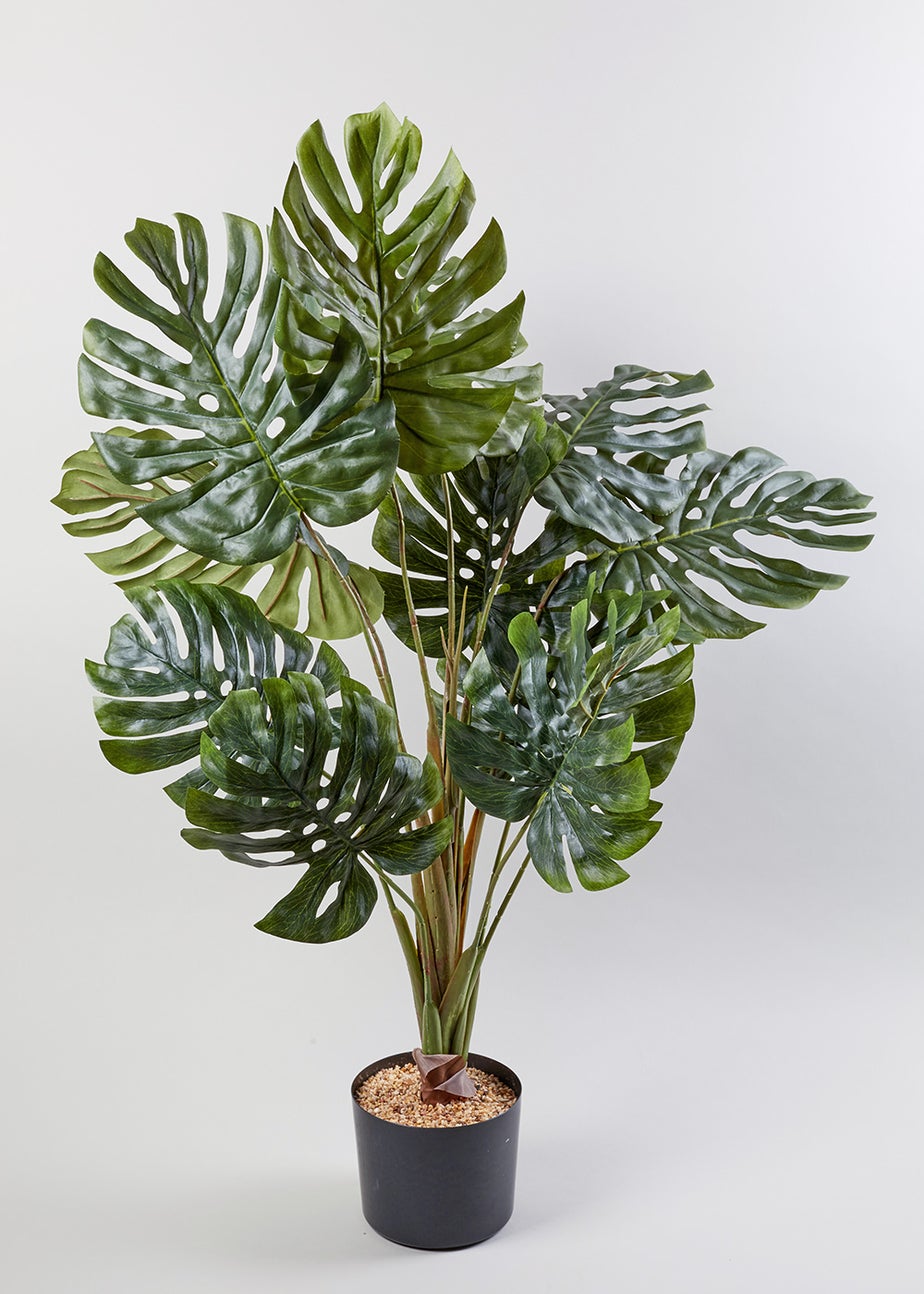 Cheese Plant in Pot (90cm x 60cm)