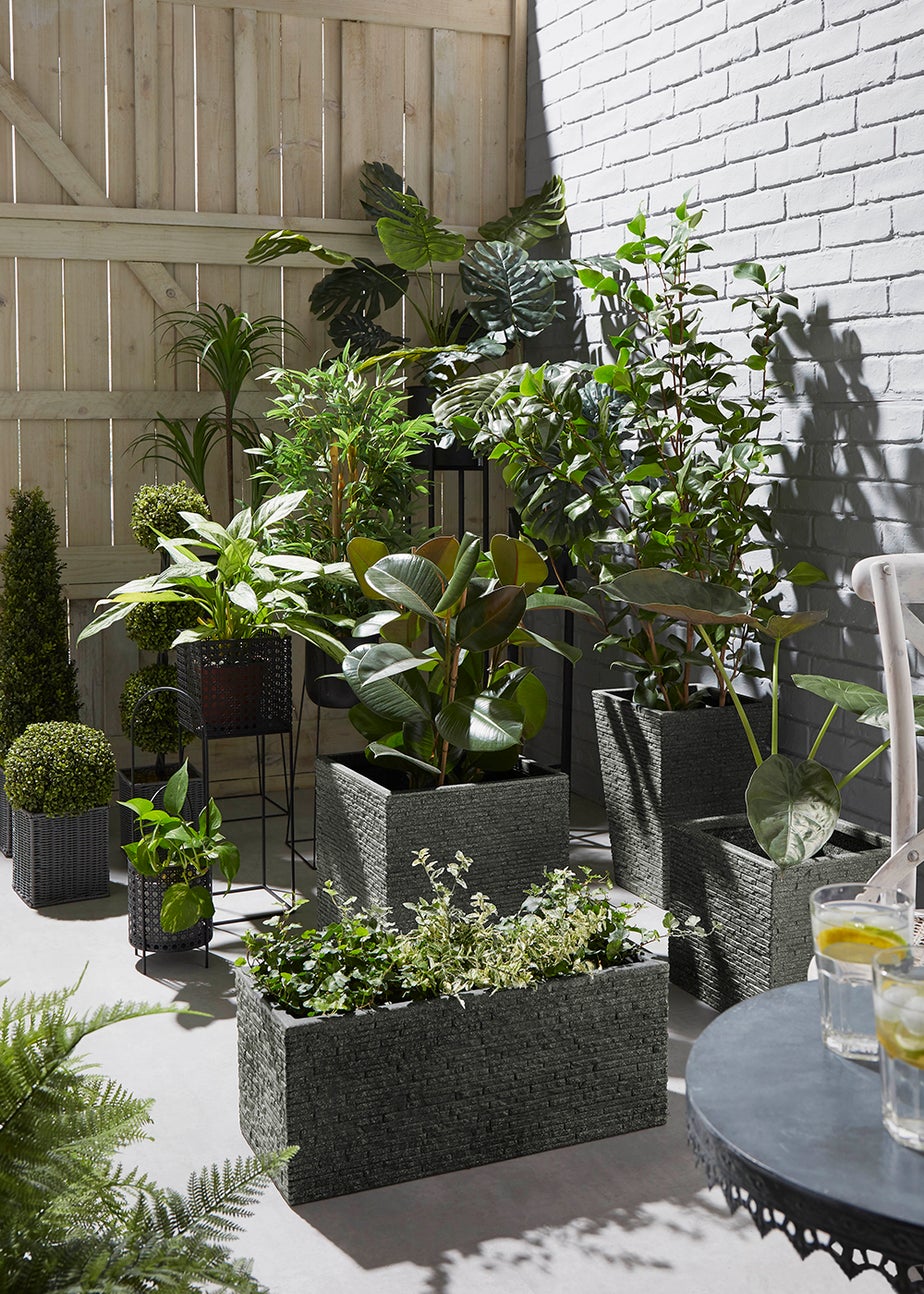 Cheese Plant in Pot (90cm x 60cm)