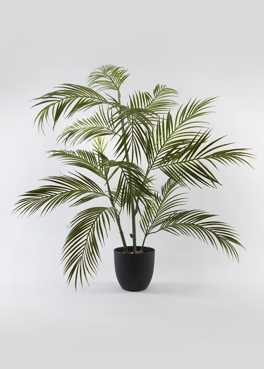 Fern Tree in Pot