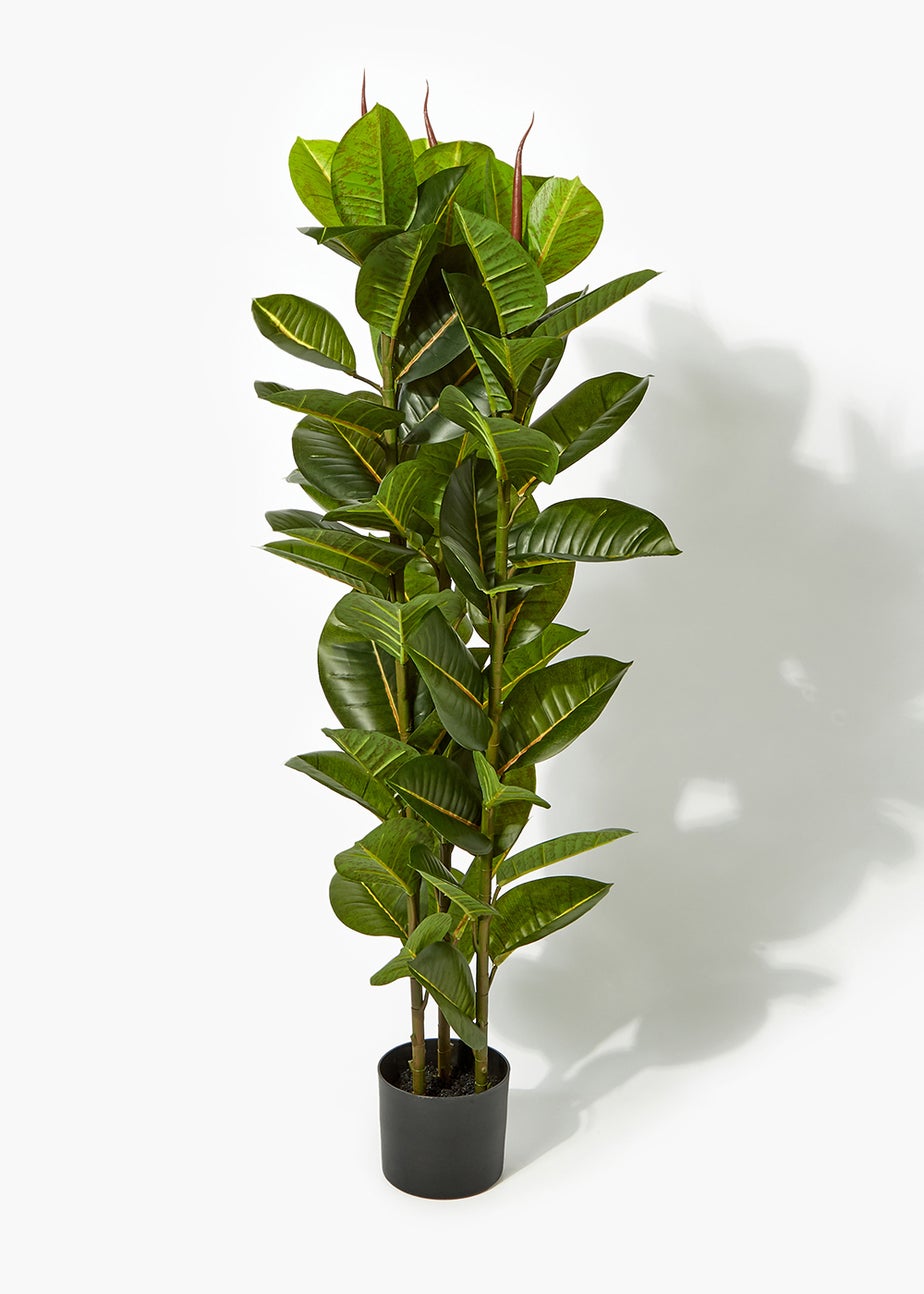 Rubber Fig Tree (120cm)