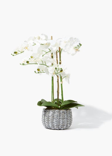 Orchid in Split Willow Pot (71cm)