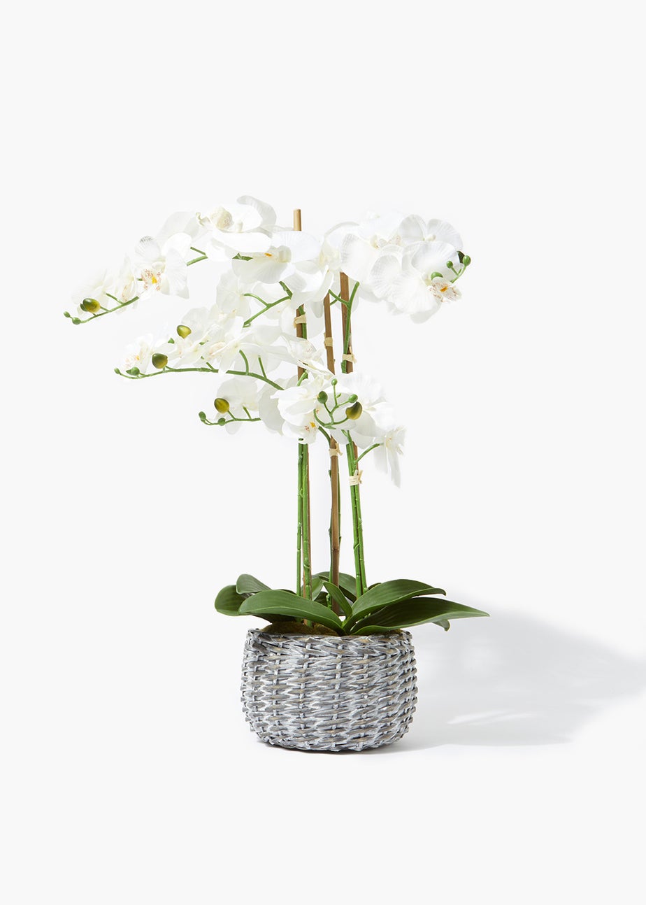 Orchid in Split Willow Pot (71cm)