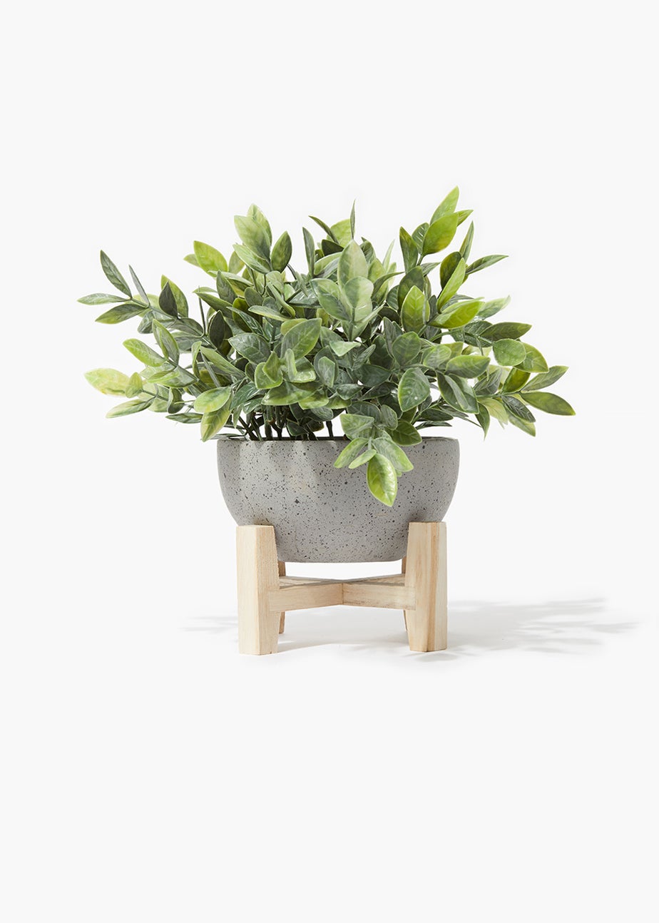 Eucalyptus Plant in Speckled Planter (22cm x 26cm)