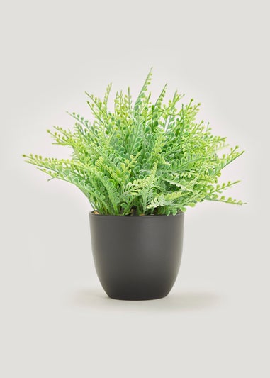 Spiky Plant in Grey Pot (11cm)