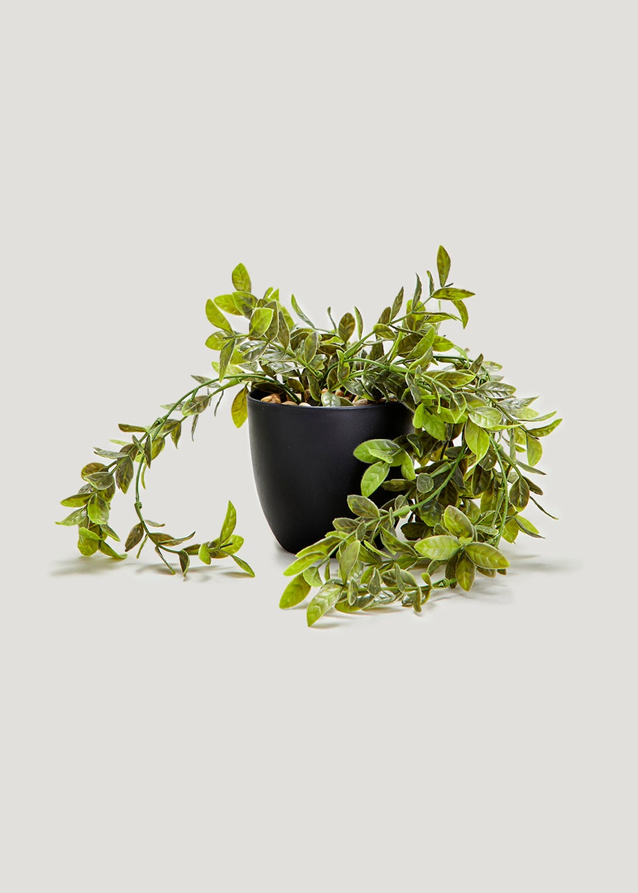 Trailing Plant in Black Pot