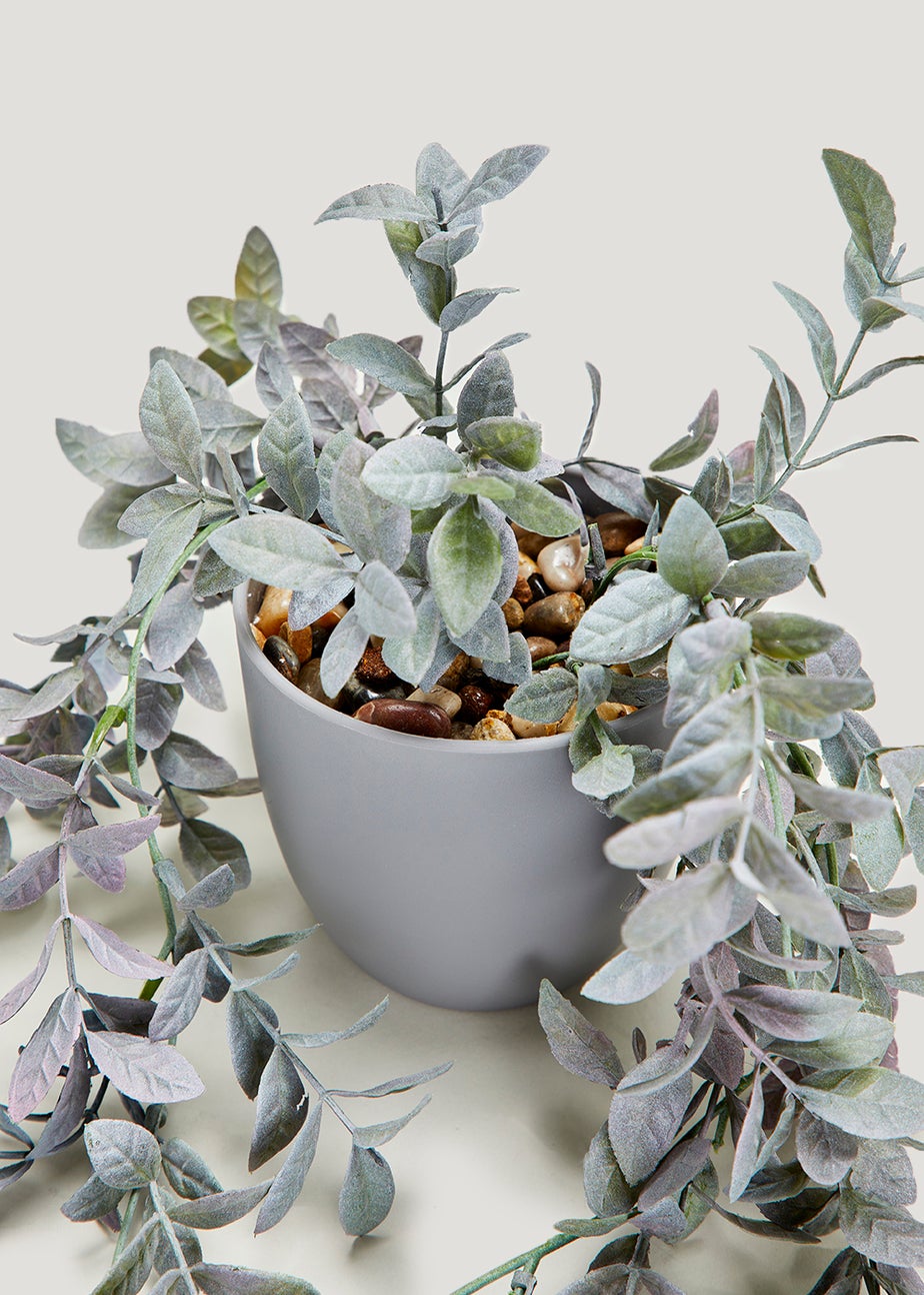 Trailing Plant in Grey Pot