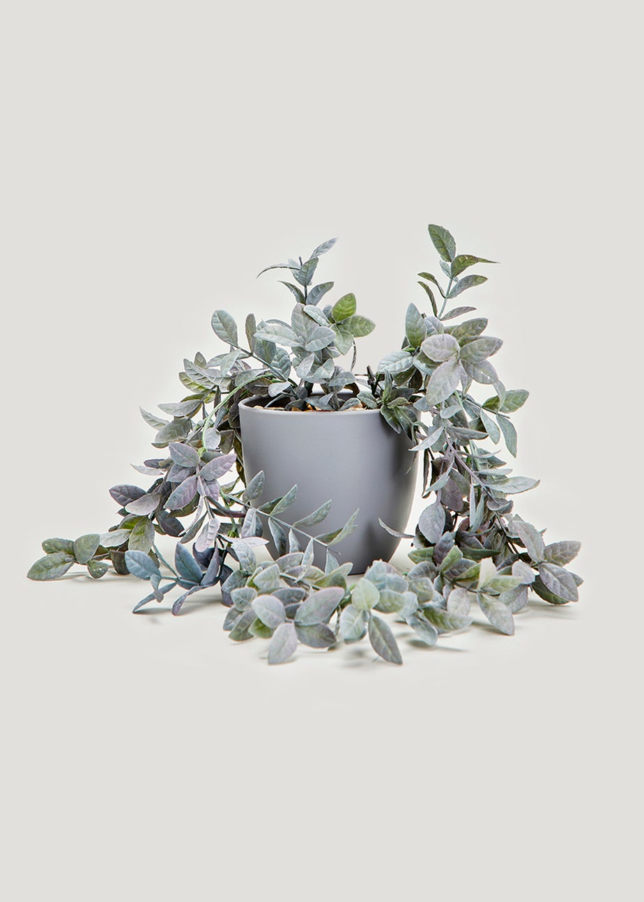 Trailing Plant in Grey Pot