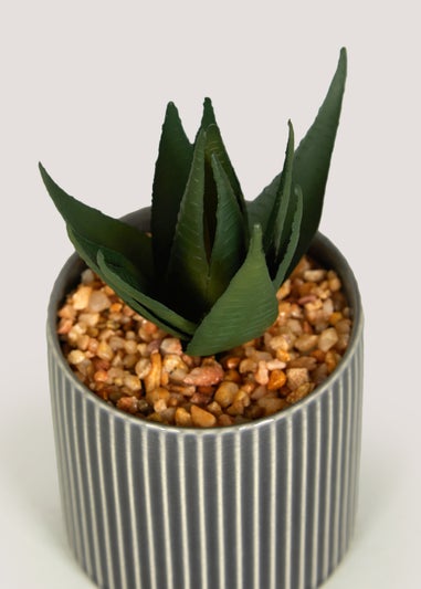 Mini Aloe in Grey Pot