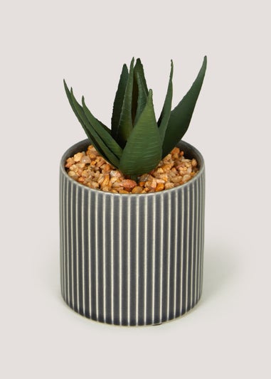 Mini Aloe in Grey Pot