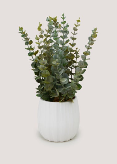 Eucalyptus White Ribbed Pot