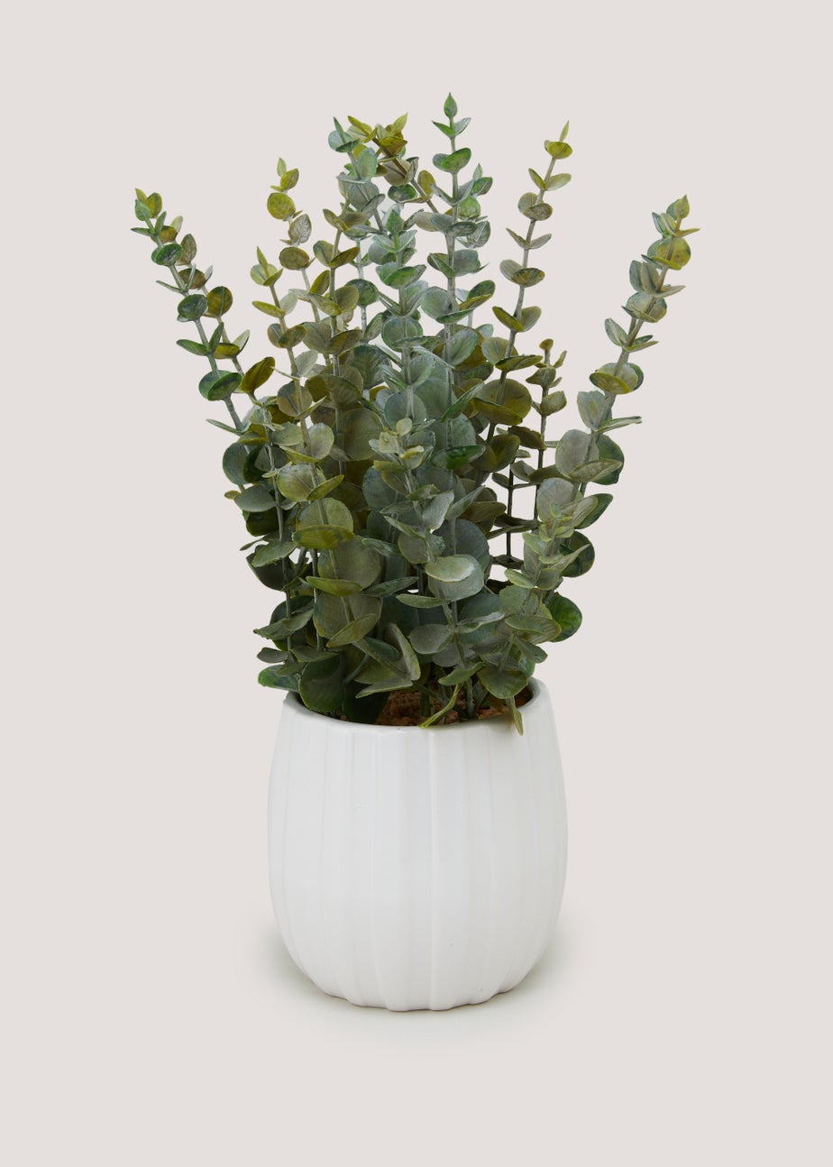 Eucalyptus White Ribbed Pot