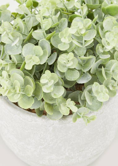 Frosted Eucalyptus in Cement Pot (26cm)