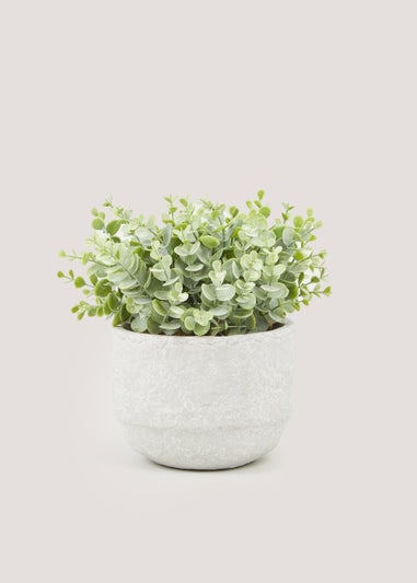 Frosted Eucalyptus in Cement Pot (26cm)