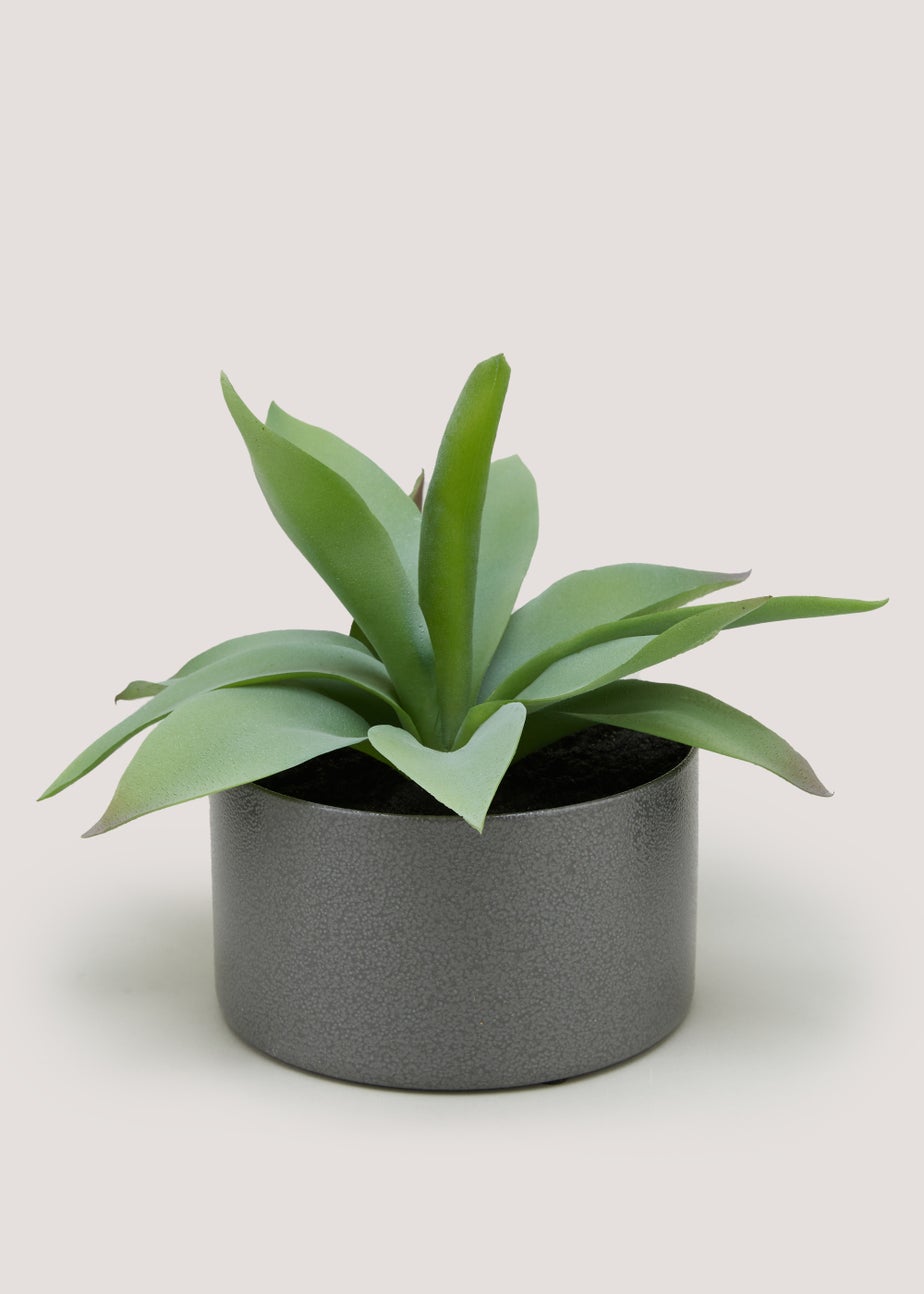 Agave in Iron Pot (22cm x 15cm)