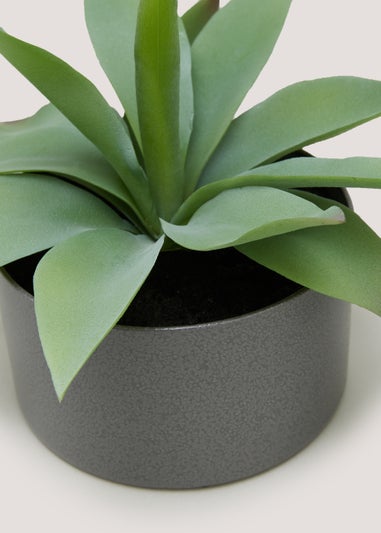 Agave in Iron Pot (22cm x 15cm)