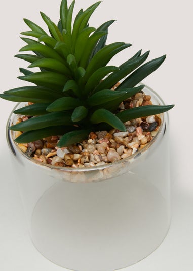 Succulent in Glass Pot (8cm x 12cm)