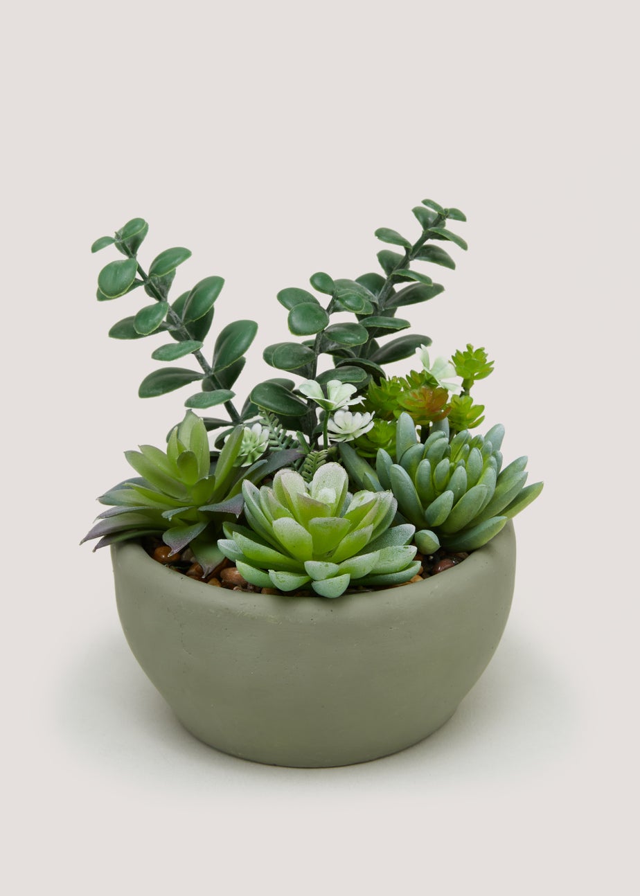Succulents in Round Cement Bowl (8cm x 12cm)
