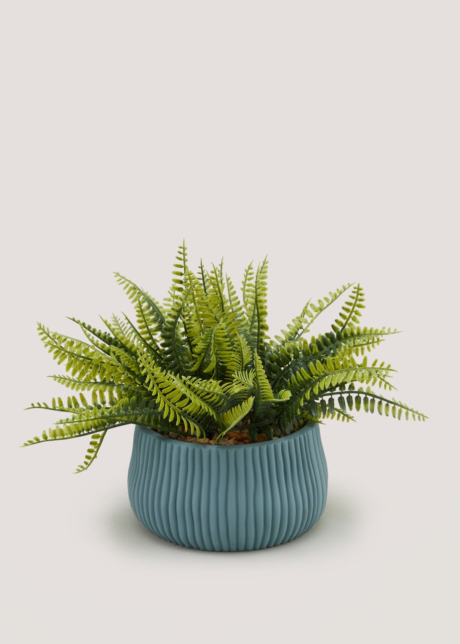 Fern in Blue Ribbed Pot (24cm x 15cm)