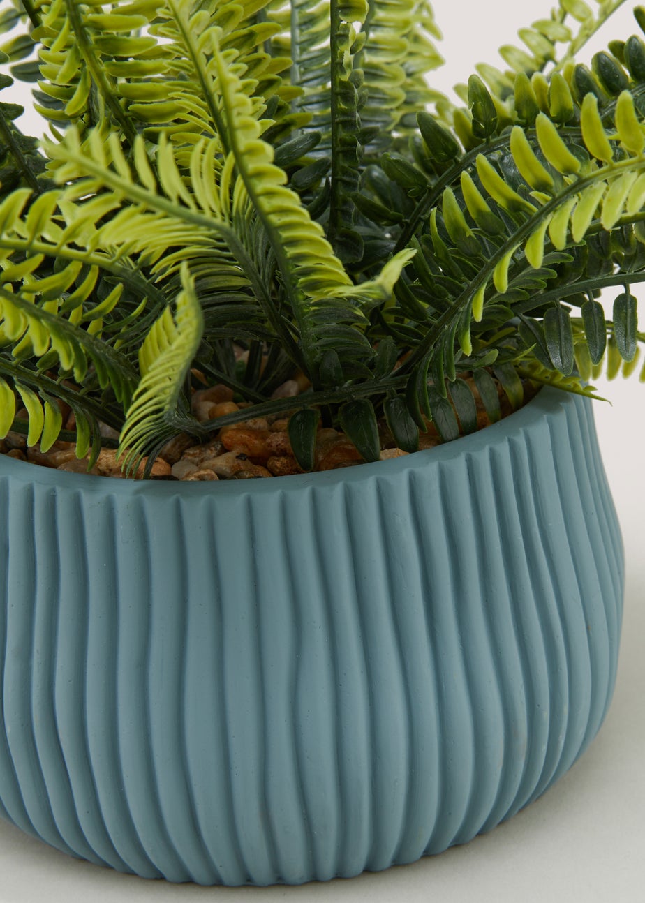 Fern in Blue Ribbed Pot (24cm x 15cm)
