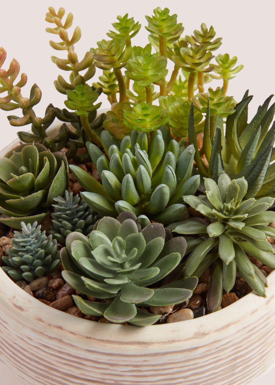 Cabana Succulents in Bowl (15cm x 14cm)