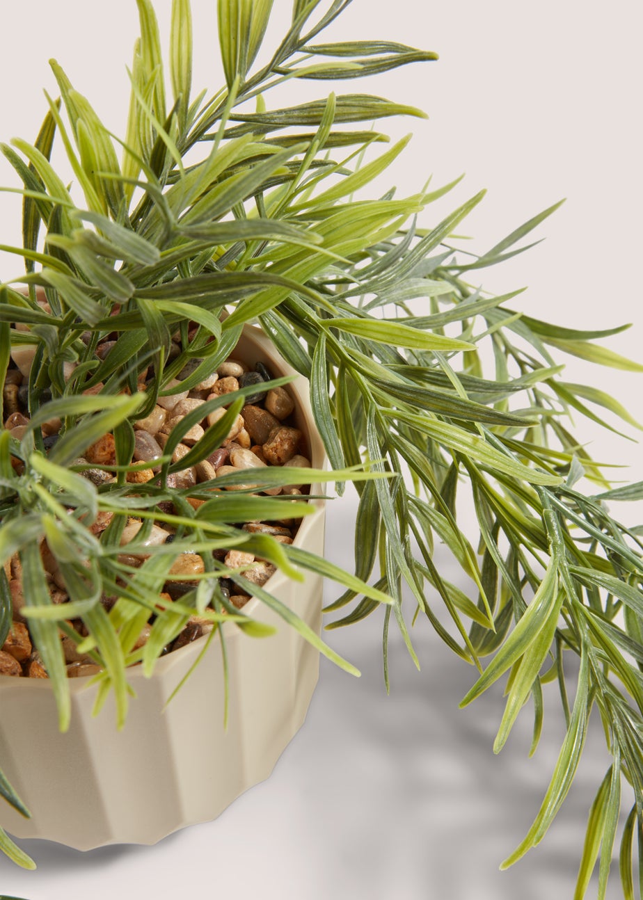 Trailing Plant in Natural Pot