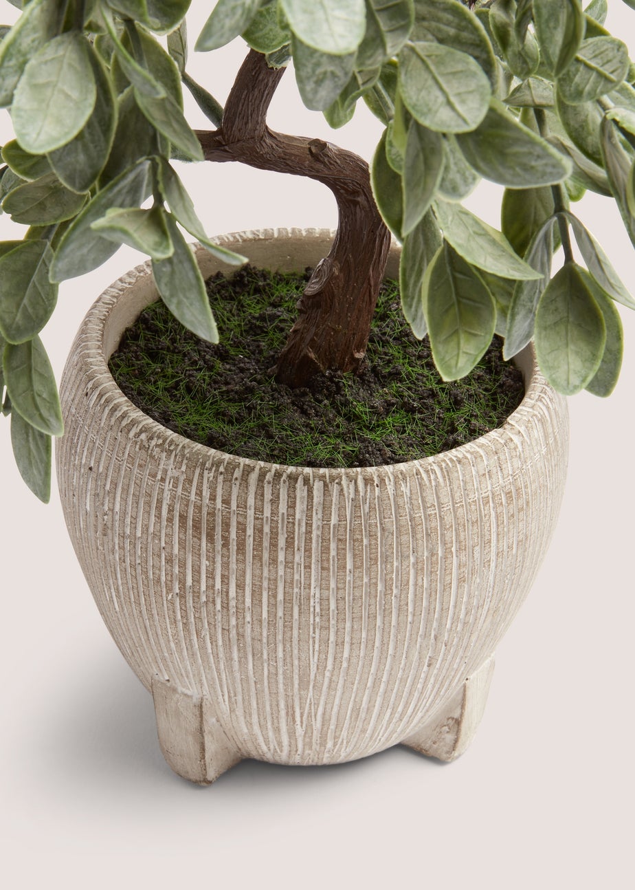 Cabana Bonsai Tree (30cm x 30cm x 19cm)