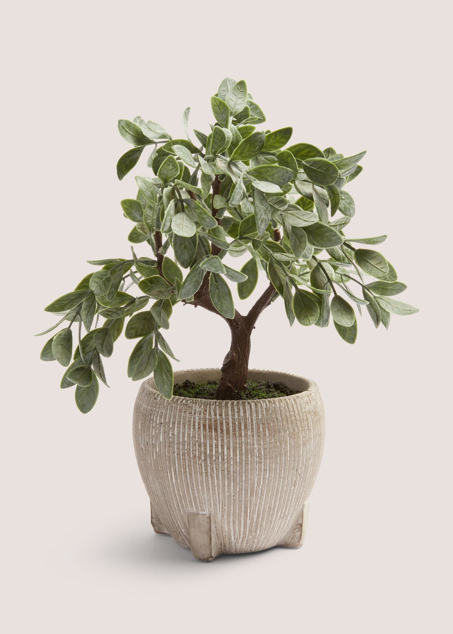 Cabana Bonsai Tree (30cm x 30cm x 19cm)