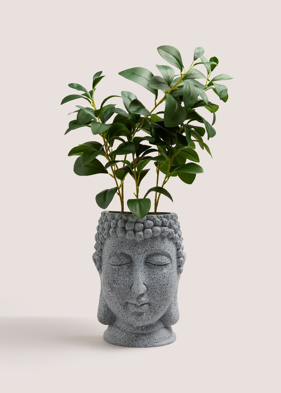 Grey Buddha Head Plant (70cm x 21cm x 12cm)