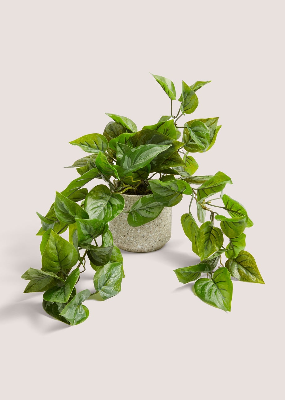 Trailing Plant in Speck Pot (24cm x 13cm x 13cm)