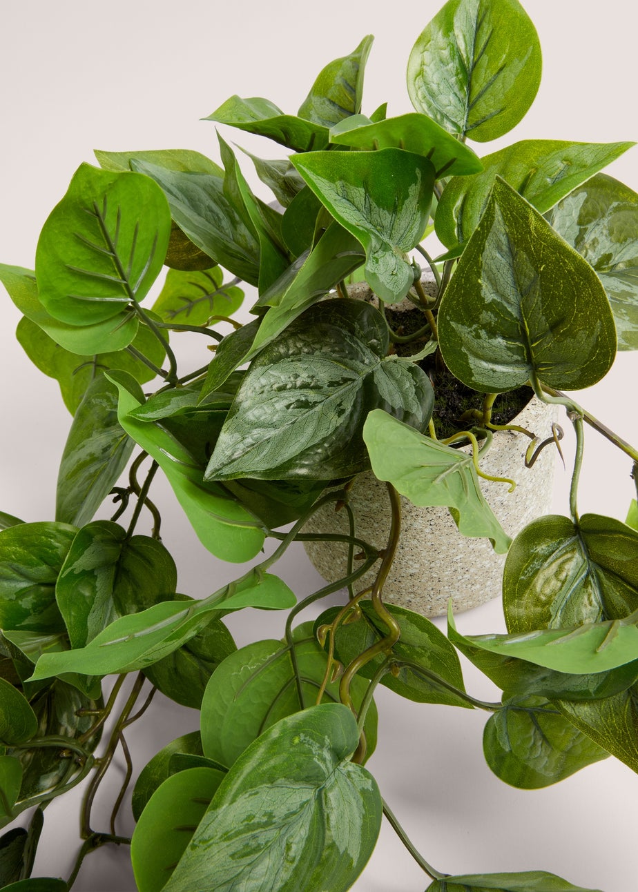 Trailing Plant in Speck Pot (24cm x 13cm x 13cm)