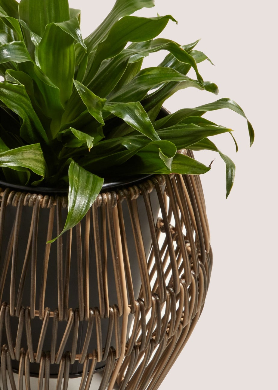 Small Wireframe Plastic Planter (19cm x 15cm x 15cm)