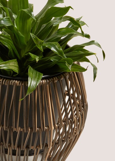 Small Wireframe Plastic Planter (19cm x 15cm x 15cm)