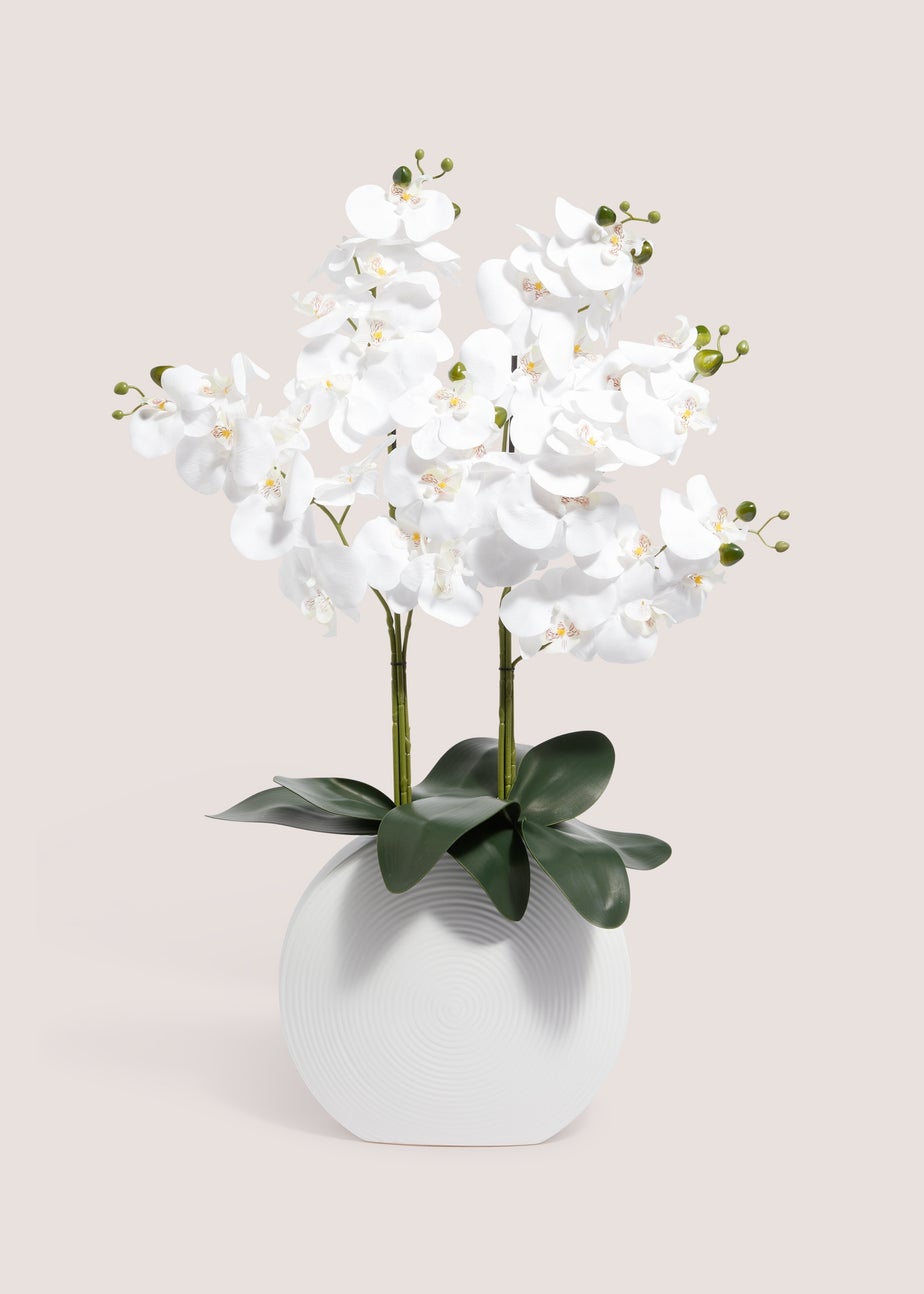 Orchid In White Pot