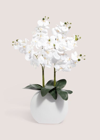 Orchid In White Pot