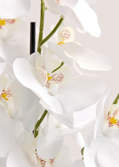 Orchid In Resin Shell Pot (41cm x 31cm x 70cm)