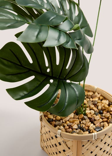 Cheese Plant Bamboo Pot (50cm x 45cmx 45cm)