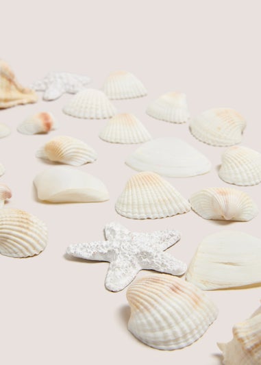 White Shell Bowl Fillers (14cm x 7cm x 7cm)