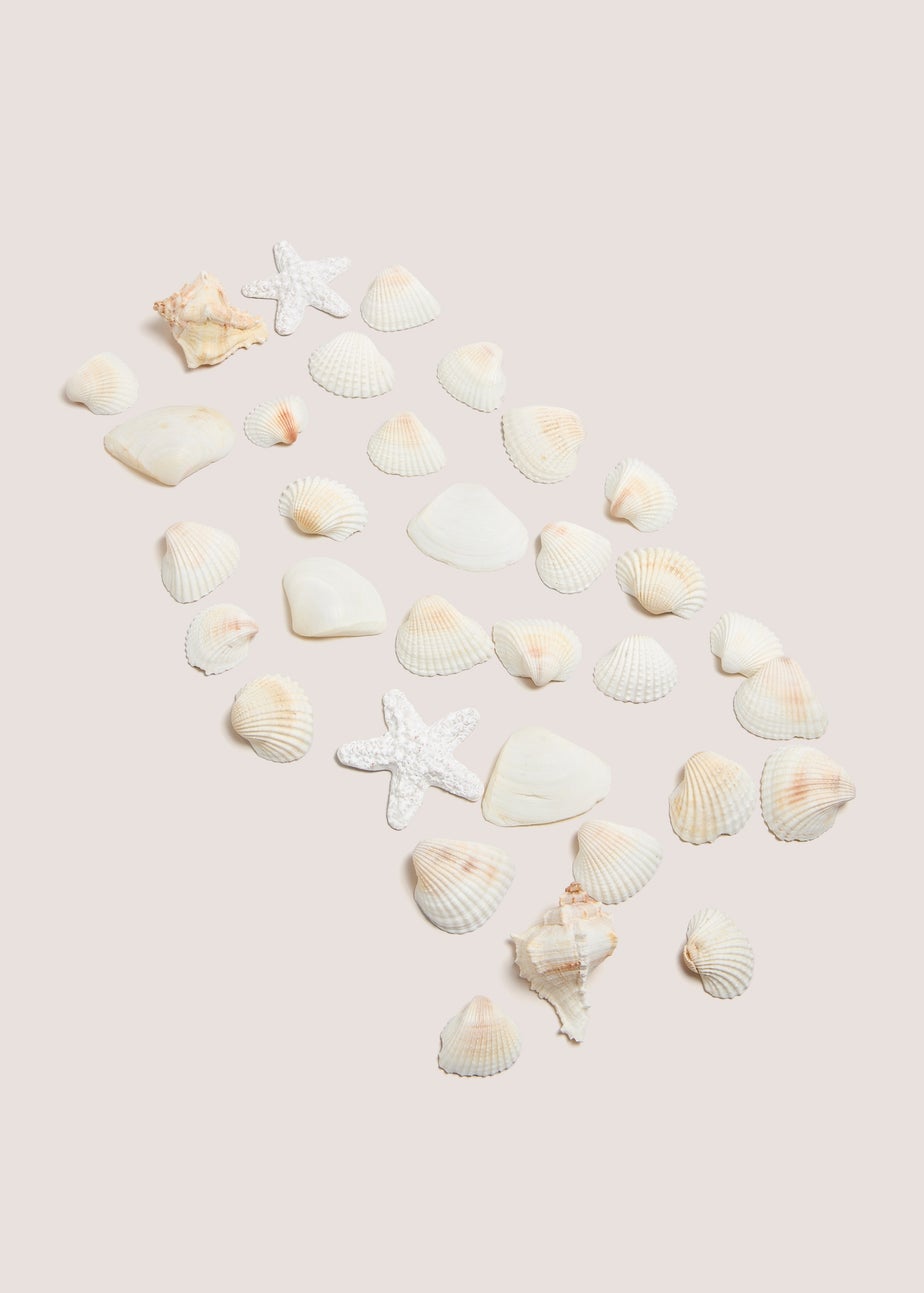 White Shell Bowl Fillers (14cm x 7cm x 7cm)