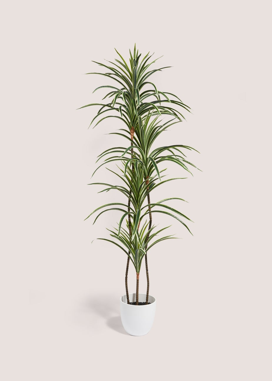 Faux Varigated Yukka Plant In White Pot (130cm)