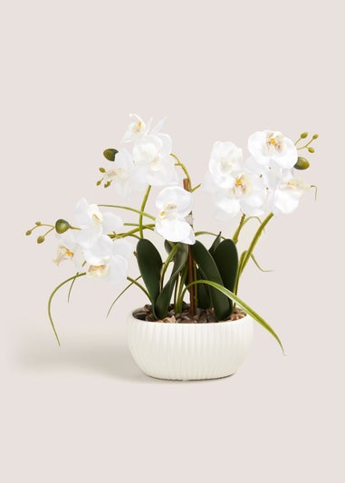 Window Ledge Orchid In Ribbed Pot