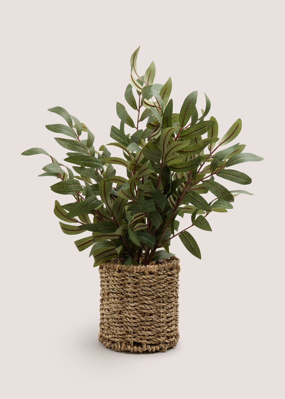 Olive Tree in Woven Pot