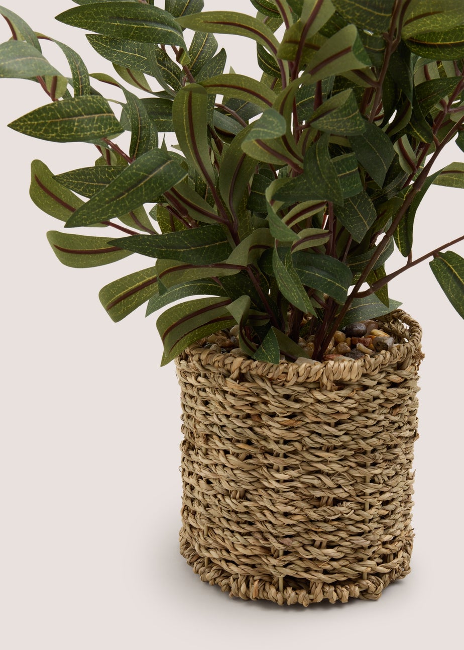 Olive Tree in Woven Pot