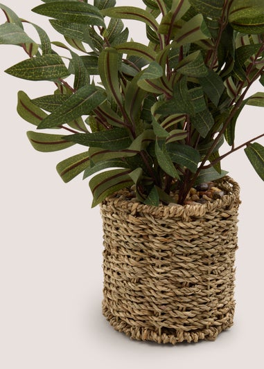 Olive Tree in Woven Pot