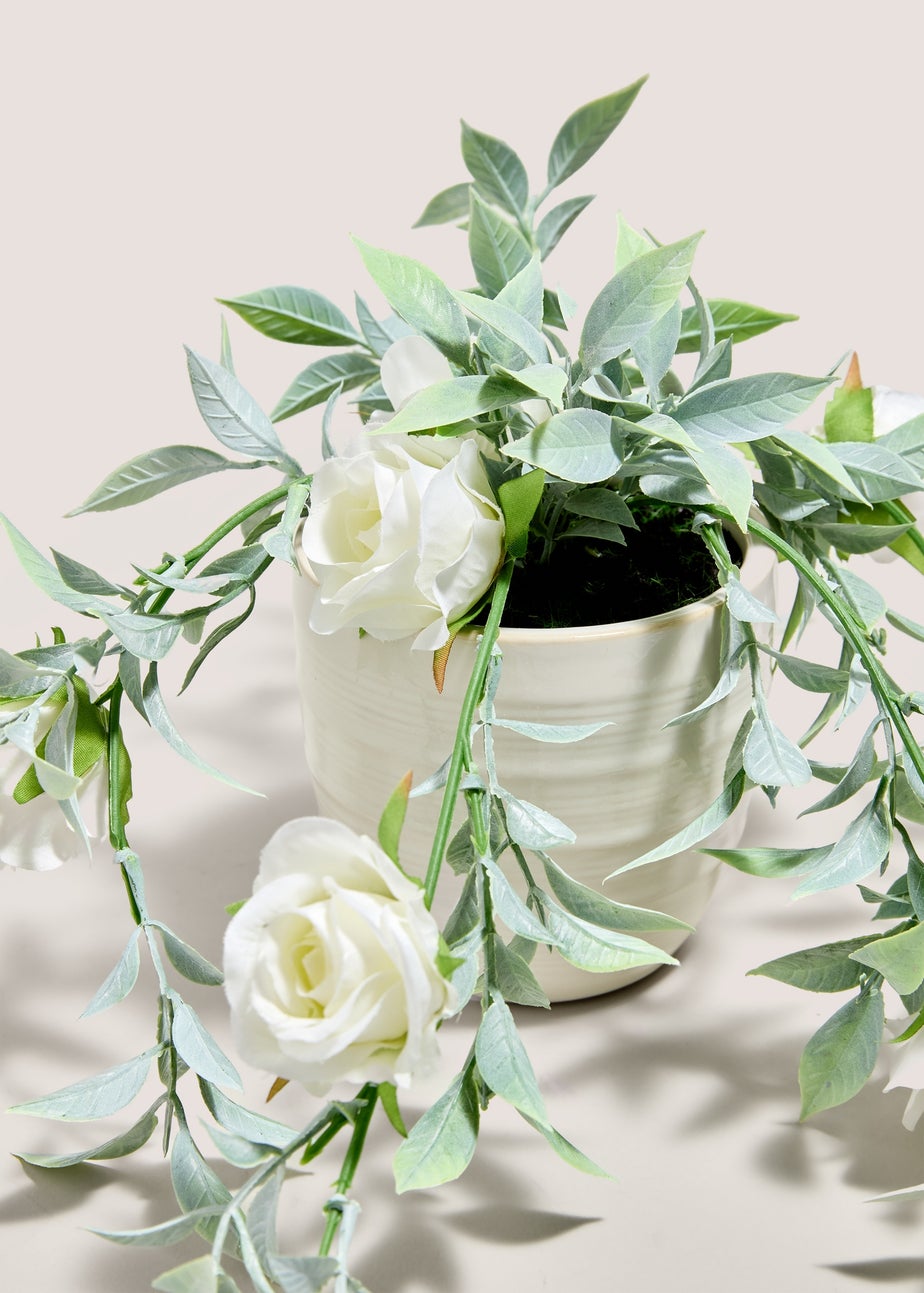 White Trailing Rose Plant