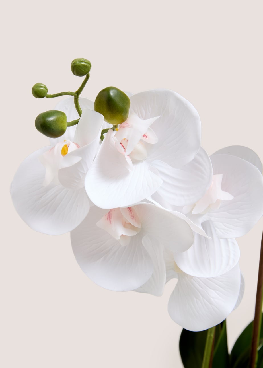 Ribbed Window Ledge Orchid