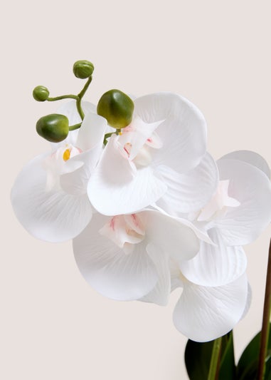 Ribbed Window Ledge Orchid