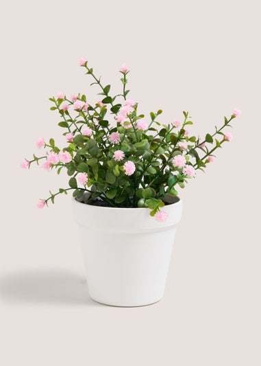Pink Ditsy Flower In White Pot
