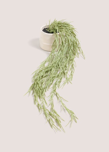 Cabana Trailing Plant